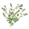 Alfaalfa herb on white