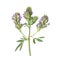 Alfaalfa herb on white