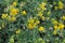 Alfalfa bloom yellow Medicago falcata