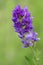 alfalfa blossoms