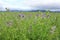 Alfalfa blossoms