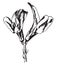 Alfalfa blossoms vintage illustration