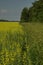 Alfalfa crops on agricultural land.