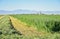 Alfalfa farming is a perennial crop for livestock.