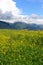 Alfalfa field