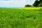 Alfalfa field in bloom