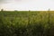 Alfalfa field at sunset