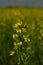 Alfalfa flower against the background of a sown field.