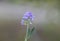 Alfalfa flower, Medicago sativa, also called spanish herb herbaceous plant. Purple and blue flowers.