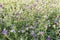 Alfalfa flowers in a field