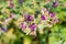 Alfalfa flowers on the field, top view at selective focus