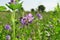 Alfalfa flowers for growing seeds, alfalfa in a field with flowers