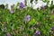 Alfalfa flowers for growing seeds, alfalfa in a field with flowers