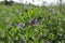 Alfalfa flowers for growing seeds, alfalfa in a field with flowers