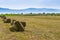 Alfalfa hay bale on fresh cutted agricultural field