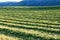 Alfalfa hay cut and wind rowed for drying.