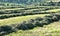 Alfalfa hay cut and wind rowed in an Idaho field