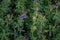 Alfalfa lucerne flower purple Reverdins blue butterfly (Colias croceus) blooms in a green field , sulphur