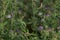 Alfalfa lucerne flower purple Reverdins blue butterfly (Colias croceus) blooms in a green field , sulphur