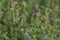 Alfalfa lucerne flower purple Reverdins blue butterfly (Colias croceus) blooms in a green field , sulphur