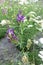 Alfalfa or lucerne (Medicago sativa)