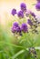 Alfalfa Medicago sativa clusters of dark purple flowers in a meadow