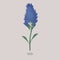 Alfalfa, medicago sativa herbaceous plant with blue flowering.