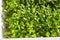 Alfalfa micro herbs. Sprouting Microgreens. Seed Germination at home. Vegan and healthy eating concept. Sprouted alfalfa Seeds,