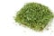 Alfalfa microgreen is located on a white background, top view