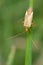 Alfalfa Plant Bug - Adelphocoris lineolatus