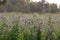 A alfalfa plant farm in iran