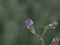 Alfalfa plant flower detail