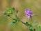 Alfalfa purple flower, Medicago sativa