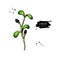 Alfalfa sprout vector drawing. Kai wah-rei illustration. Isolated sketch of baby plant.