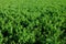 Alfalfa thickets as a background. Thick field grass