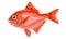 Alfonsino Fish Beryx fish on white background, seafood