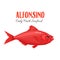 Alfonsino Fish vector illustration in cartoon style.