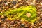 Alga, seaweed on a sandy beach of the Baltic sea