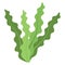 Algae, algae bloom Color Vector Icon which can be easily modified or edited