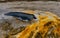 Algae-bacterial mats. Hot thermal spring, hot pool in the Yellowstone NP