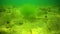 Algae of the Black Sea. Green algae Cladophora sp. on the sandy seabed. Underwater landscape. Black Sea