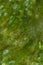 Algae close up on water stream with bubbles forming an abstract texture wallpaper