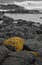 Algae covered rock on a rocky coastline with rough sea in the background