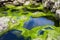 algae-covered stones surrounded by hot spring water