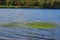 The algae drifted on the surface of the pond