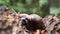 Algae Eating Black Japanese Trapdoor Pond Snails creep on rotting wood