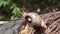 Algae Eating Black Japanese Trapdoor Pond Snails creep on rotting wood