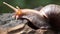 Algae Eating Black Japanese Trapdoor Pond Snails creep on rotting wood