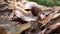 Algae Eating Black Japanese Trapdoor Pond Snails creep on rotting wood