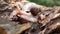 Algae Eating Black Japanese Trapdoor Pond Snails creep on rotting wood